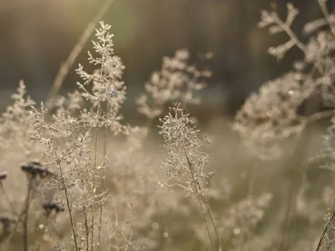 Biking with dogs - Into the wild 