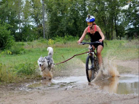 Biking with dogs - Into the wild 