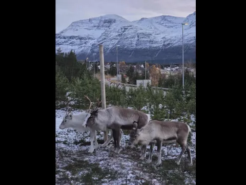  Historier & Reinsdyr - en samisk opplevelse ved Lyngenfjorden - Skibotn
