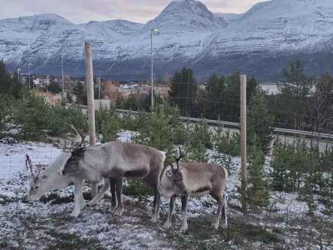 24h Arctic Escape: Snowmobile day tour and Sami culture evening