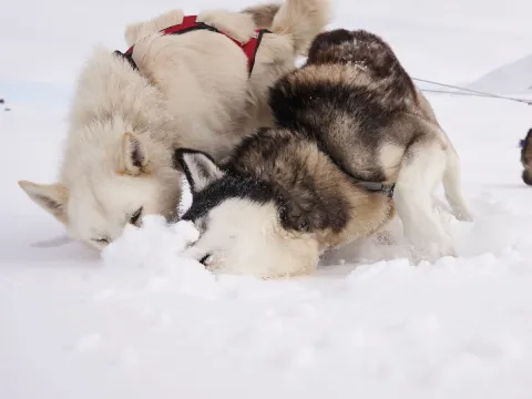 Skitur med en husky - Into the Wild