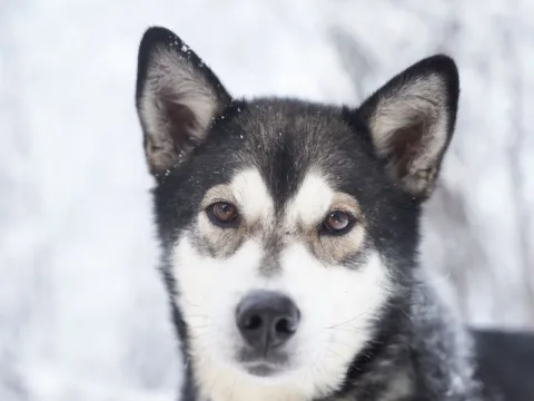 Skitur med en husky - Into the Wild