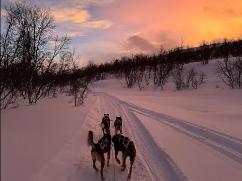 4 hunder løper foran et hundespann i snødekt fjellandskap.
