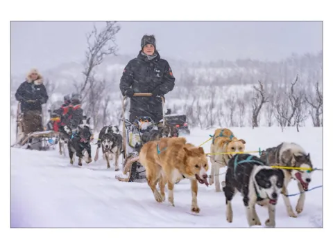 Lyngen Husky Safari