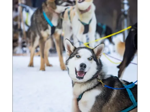 Lyngen Husky Safari
