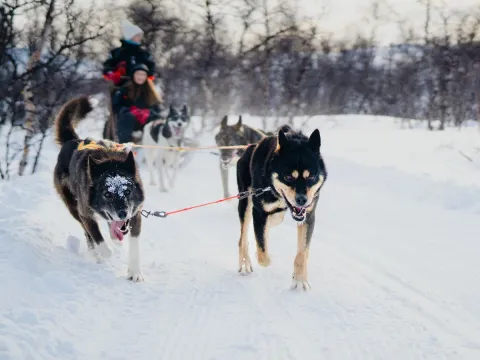  Avgang Manndalen: Hundekjøring i vakre Skibotndalen 