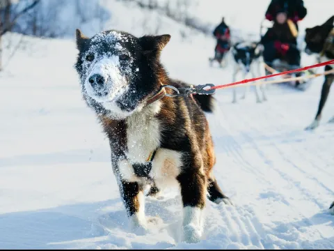  Avgang Manndalen: Hundekjøring i vakre Skibotndalen 