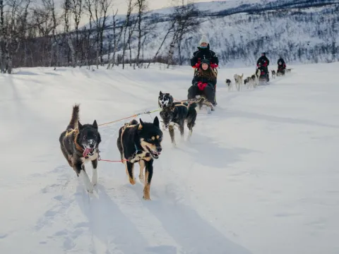 Tre hundespann på tur fremover i nysnø