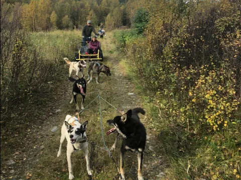Activenorth - Hundekjøring på hjul i Skibotn 