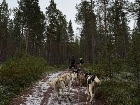 Activenorth - Hundekjøring på hjul i Skibotn 