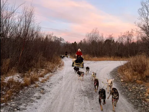 Activenorth - Hundekjøring på hjul i Skibotn 
