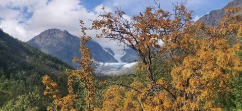 Trær og fjell i høstfarger