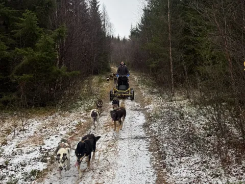 Activenorth - Hundekjøring på hjul inkl transfer TROMSØ 