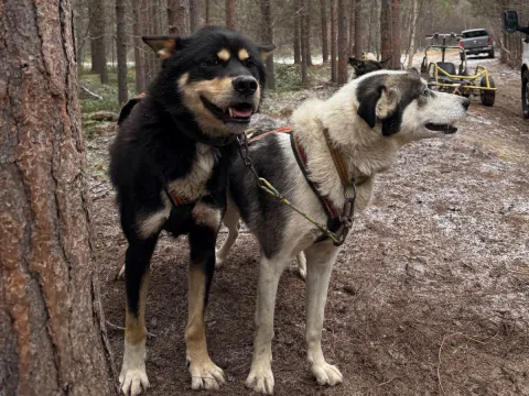 Activenorth - Hundekjøring på hjul inkl transfer TROMSØ 