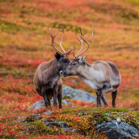 Eksklusiv foto vandring i Lyngen: Fang den nordnorske naturen med en profesjonell fotograf