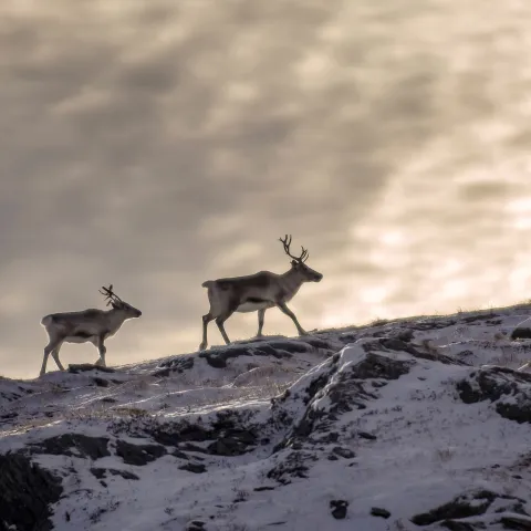 Eksklusiv foto vandring i Lyngen: Fang den nordnorske naturen med en profesjonell fotograf