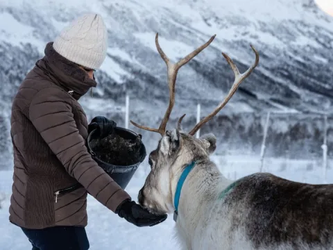 Reindeer Feeding and Sami Culture - 1pm departure - Tromsø Lapland