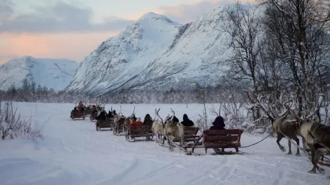 Reindeer Sledding and Sami Culture 1pm - Tromsø Lapland