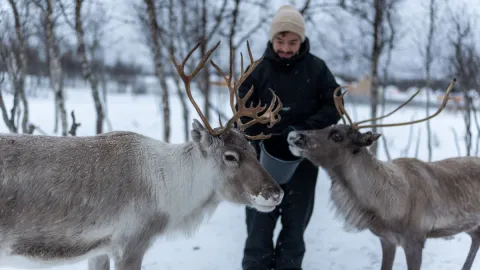 Reindeer Feeding and Sami Culture with Lunch