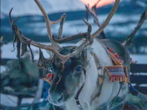Reindeer Sledding and Sami Culture 1pm - Tromsø Lapland
