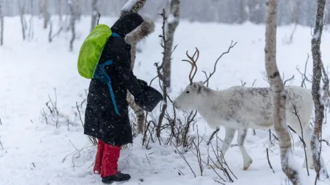 Reindeer Feeding and Sami Culture with Lunch