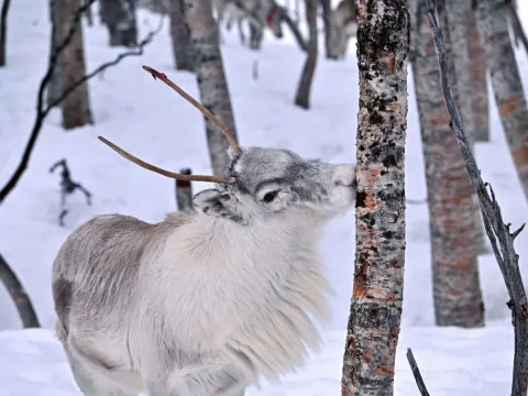 Reindeer Feeding and Sami Culture - 1pm departure - Tromsø Lapland