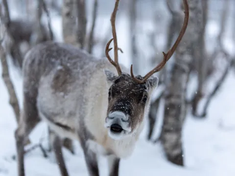 Reindeer Feeding and Sami Culture with Lunch