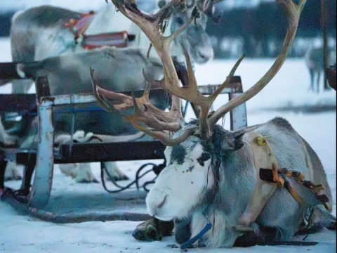 Reindeer Sledding and Sami Culture 1pm - Tromsø Lapland