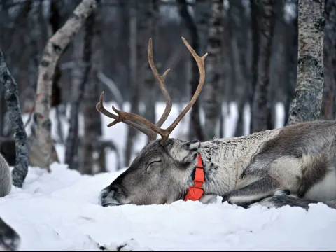Reindeer Feeding and Sami Culture - 1pm departure - Tromsø Lapland