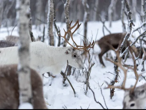 Reindeer Feeding and Sami Culture with Lunch