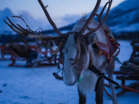 Reindeer Sledding and Sami Culture 1pm - Tromsø Lapland