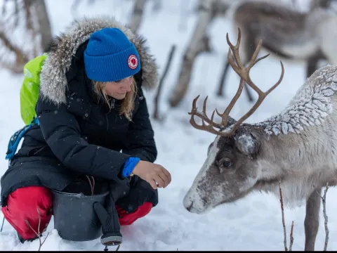 Reindeer Feeding and Sami Culture with Lunch