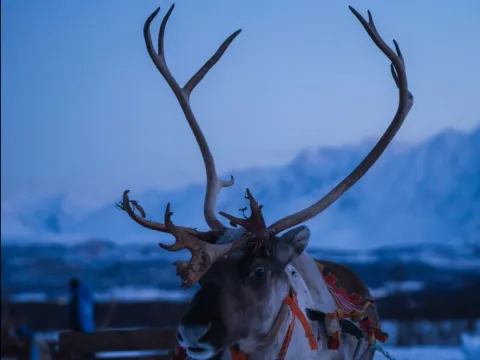 Reindeer Sledding and Sami Culture 1pm - Tromsø Lapland