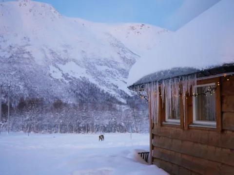Reindeer Feeding and Sami Culture - 1pm departure - Tromsø Lapland