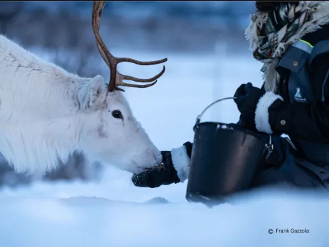 Reindeer Sledding and Sami Culture 1pm - Tromsø Lapland