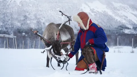 Reindeer Feeding and Sami Culture with Lunch