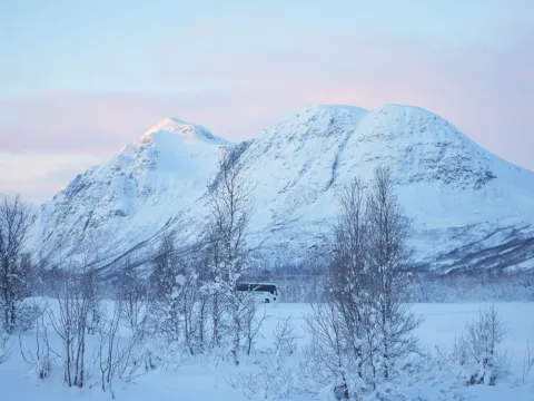 Reindeer Feeding and Sami Culture with Lunch