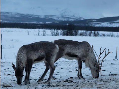 Reindeer Feeding and Sami Culture - 1pm departure - Tromsø Lapland