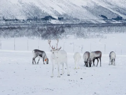 Reindeer Feeding and Sami Culture with Lunch
