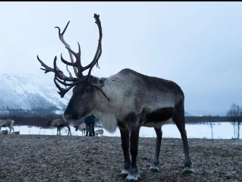 Reindeer Feeding and Sami Culture - 1pm departure - Tromsø Lapland