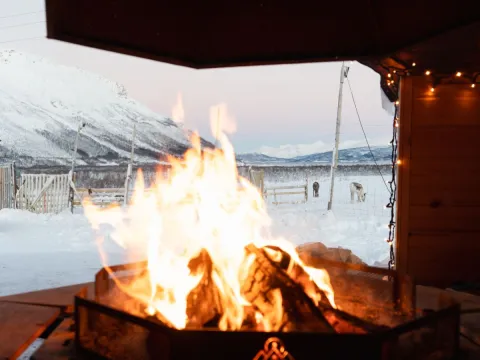 Reindeer Feeding and Sami Culture with Lunch