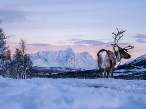 Reindeer Sledding and Sami Culture 1pm - Tromsø Lapland