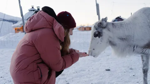 Reindeer Feeding and Sami Culture with Lunch