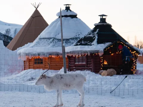 Reindeer Feeding and Sami Culture with Lunch