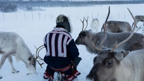 Reindeer Feeding and Sami Culture with Lunch