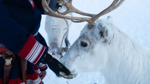 Reindeer Feeding and Sami Culture with Lunch