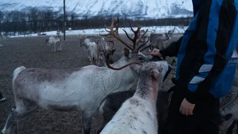 Reindeer Feeding and Sami Culture - 1pm departure - Tromsø Lapland