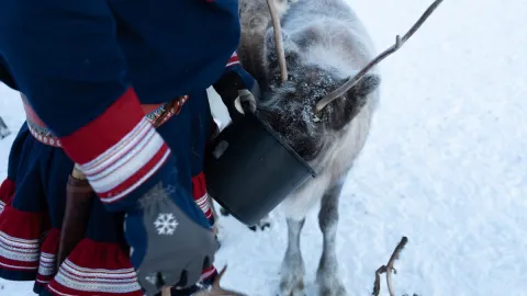 Reindeer Feeding and Sami Culture with Lunch