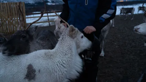 Reindeer Feeding and Sami Culture - 1pm departure - Tromsø Lapland