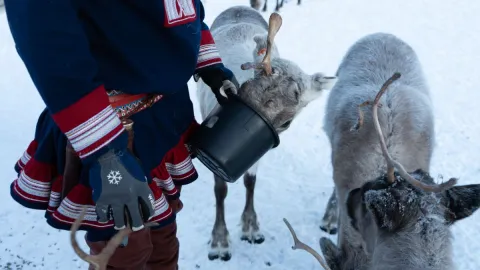 Reindeer Feeding and Sami Culture with Lunch
